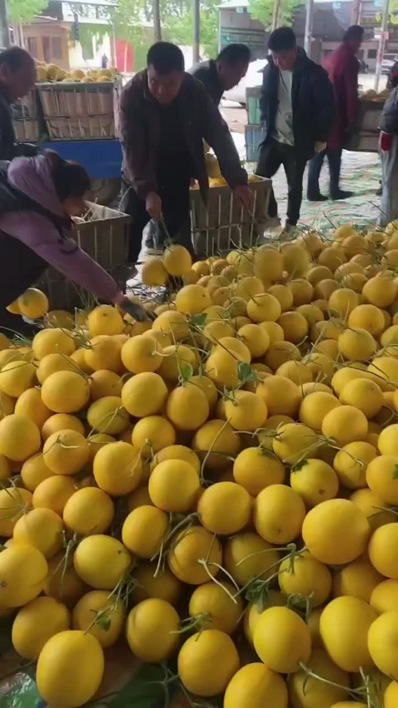 九瑞红甜瓜