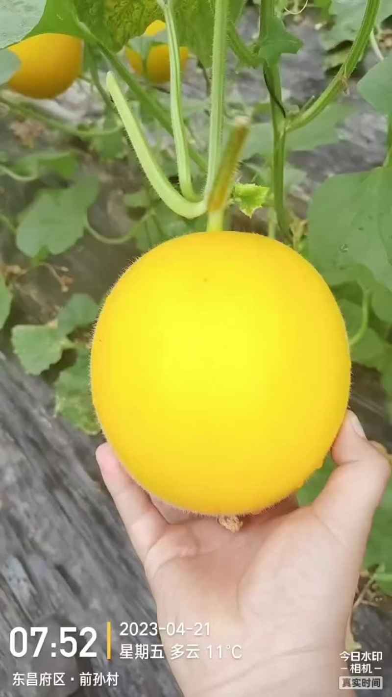九瑞红甜瓜