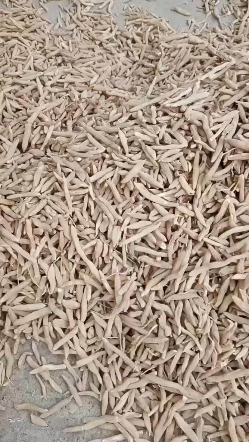 麦冬