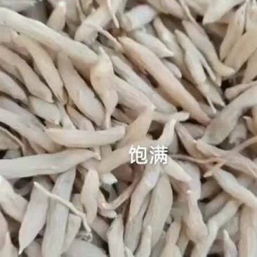麦冬