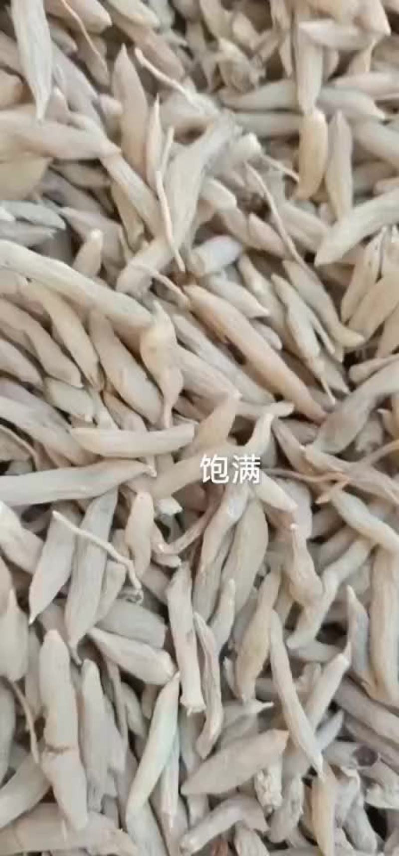 麦冬