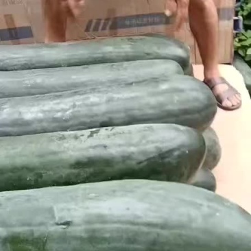 吊冬瓜