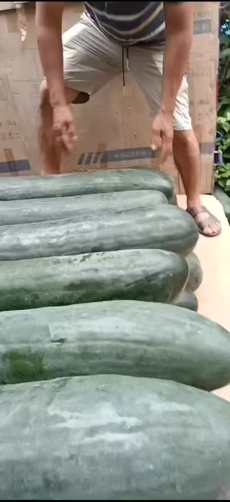 吊冬瓜