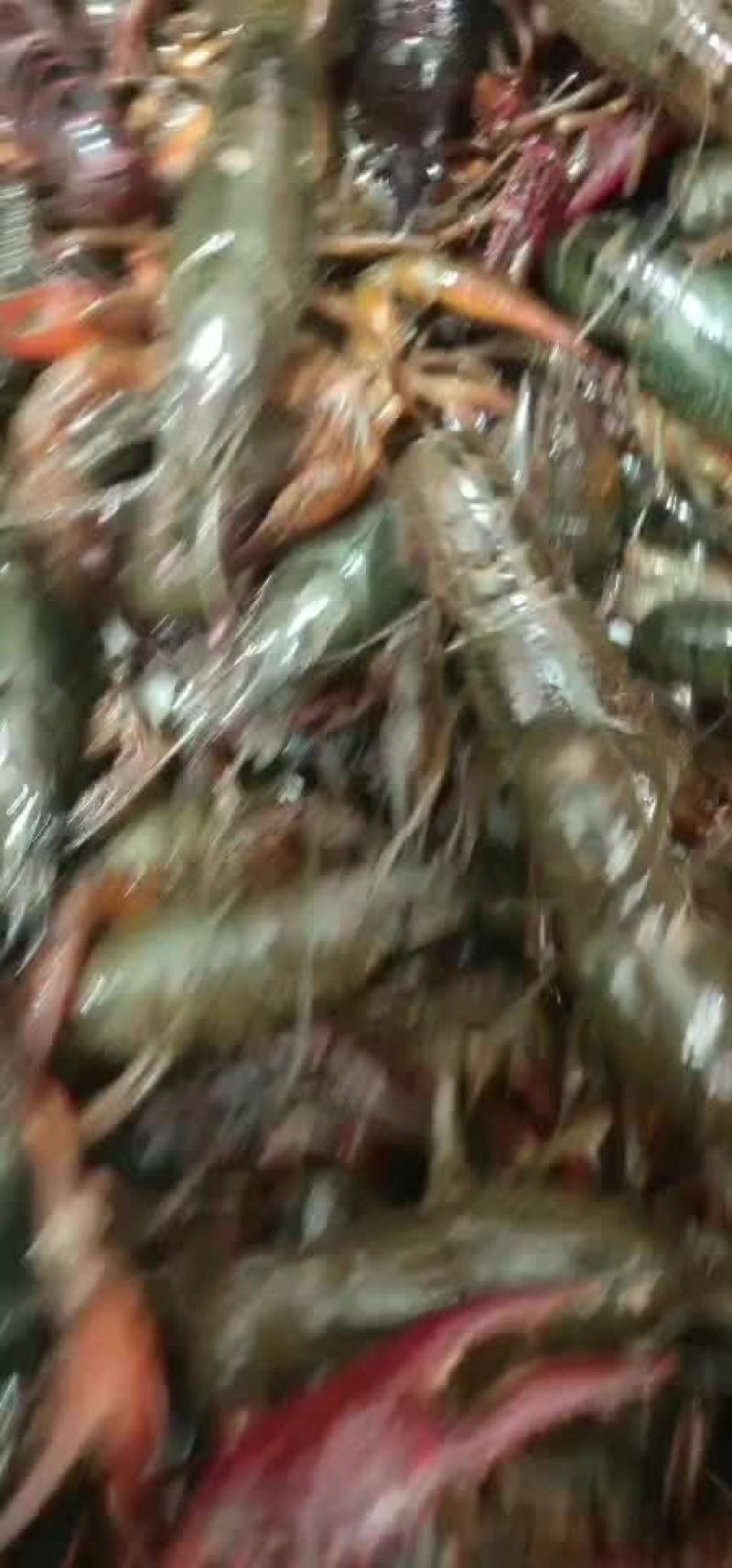 小龙虾