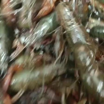 小龙虾