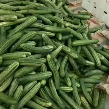 旱黃瓜
