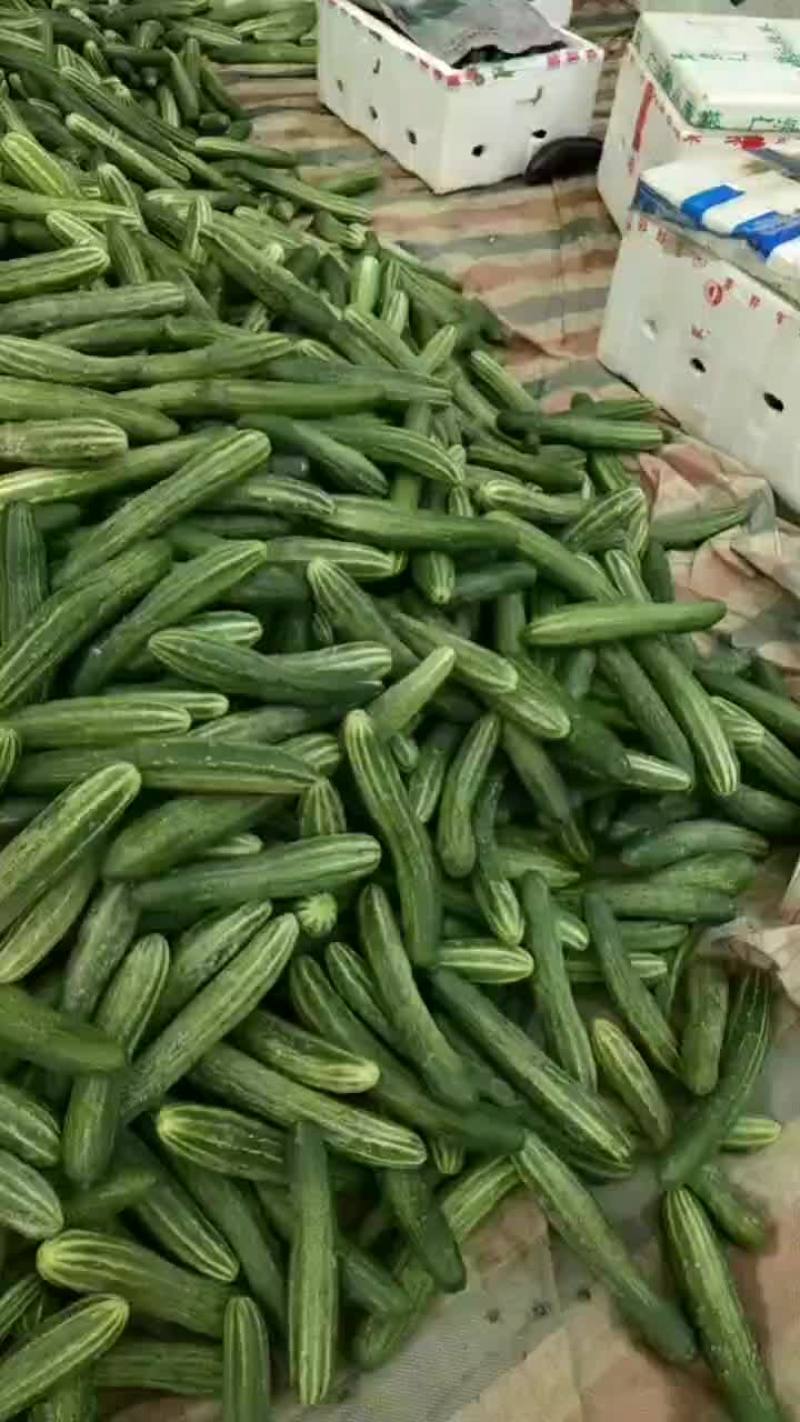 旱黃瓜