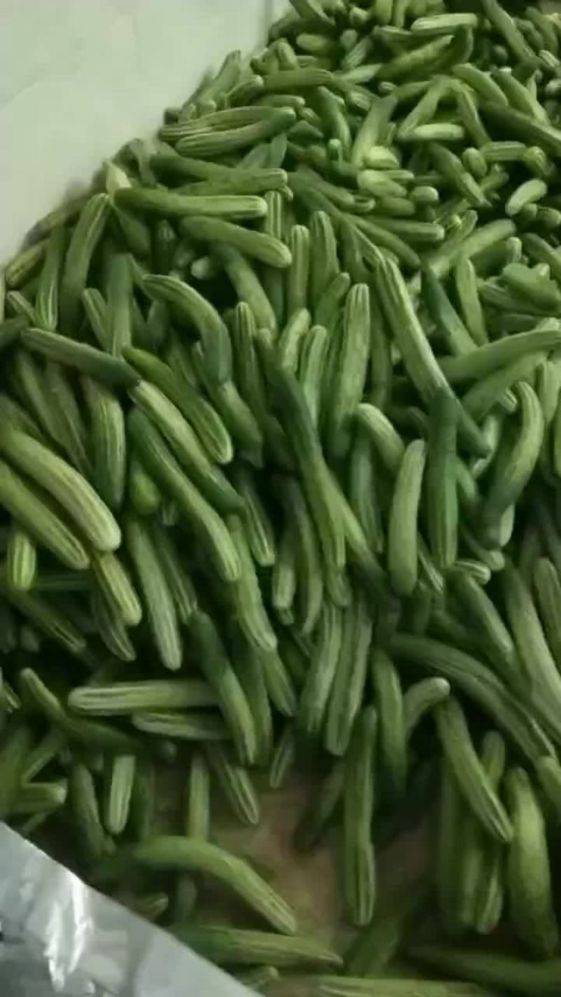 旱黃瓜