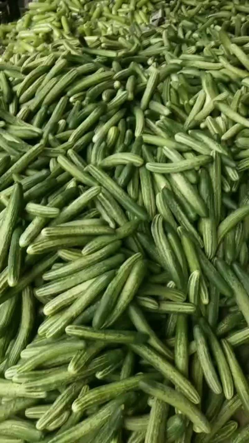 旱黃瓜