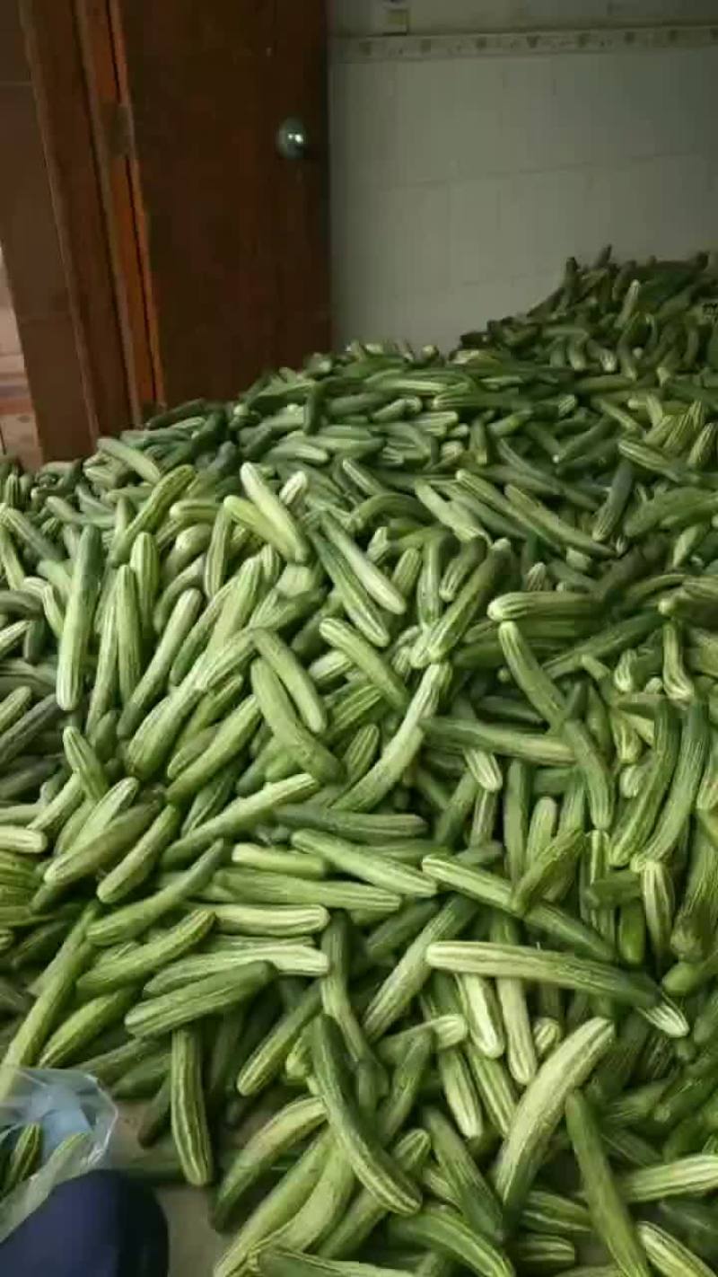 旱黃瓜