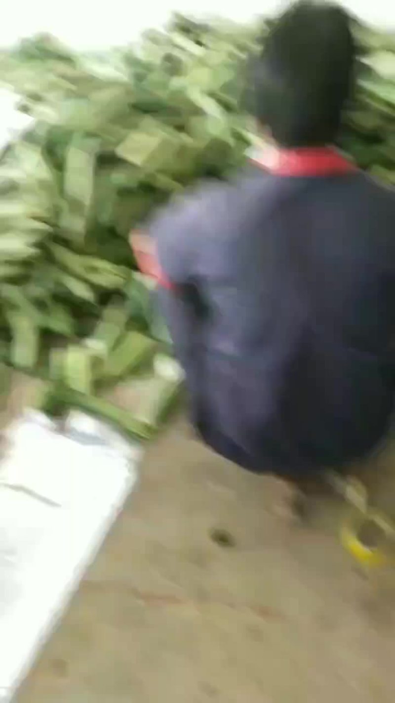 旱黃瓜