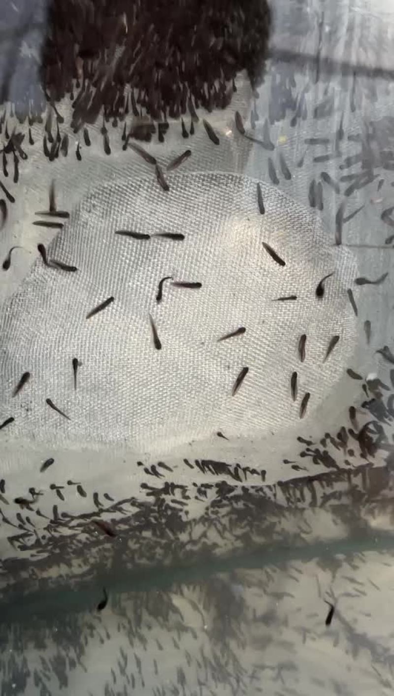牛蛙苗