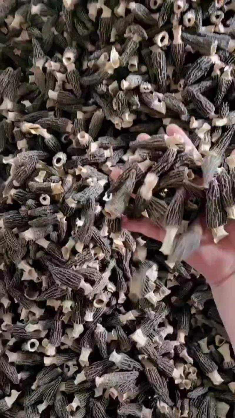 羊肚菌