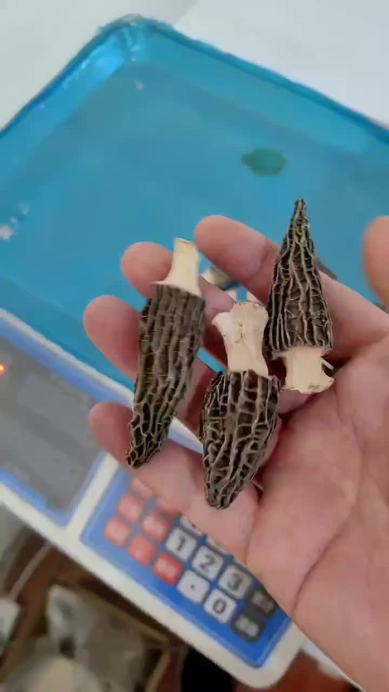 羊肚菌
