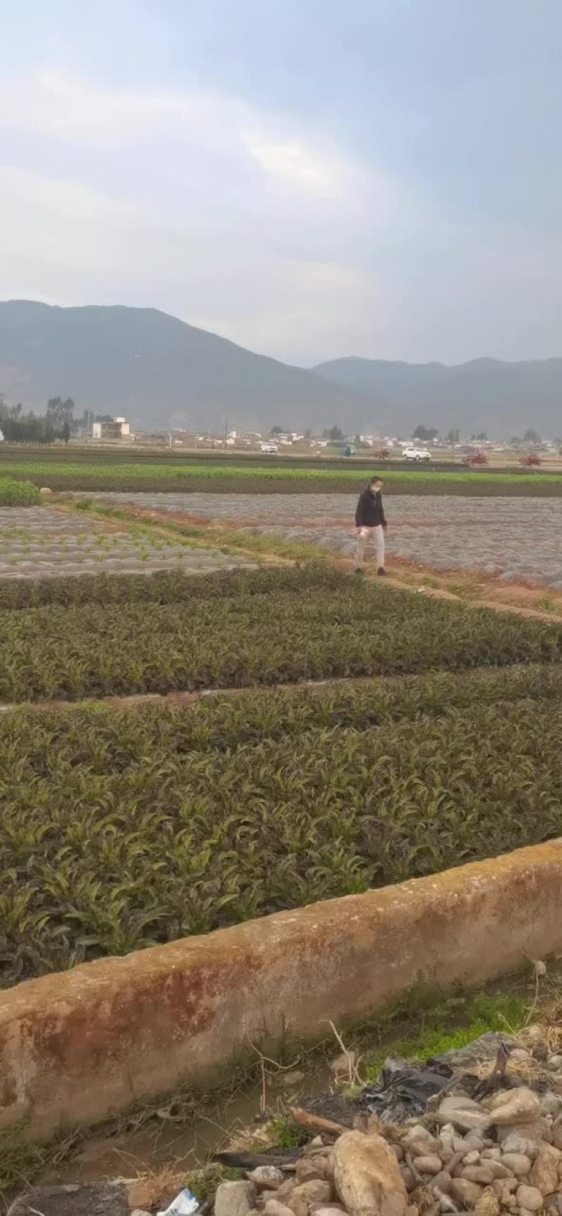 红叶莴笋正在上市中