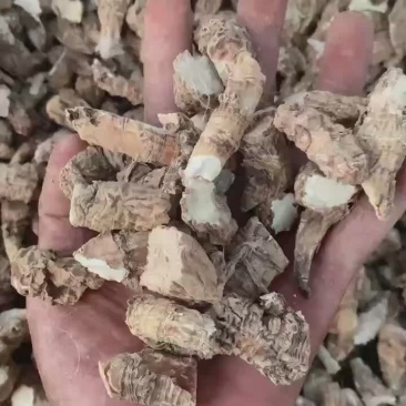 包谷七开口箭万年青