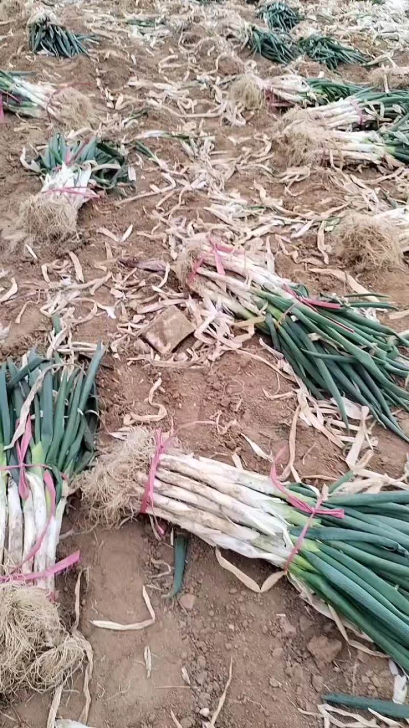 铁杆大葱