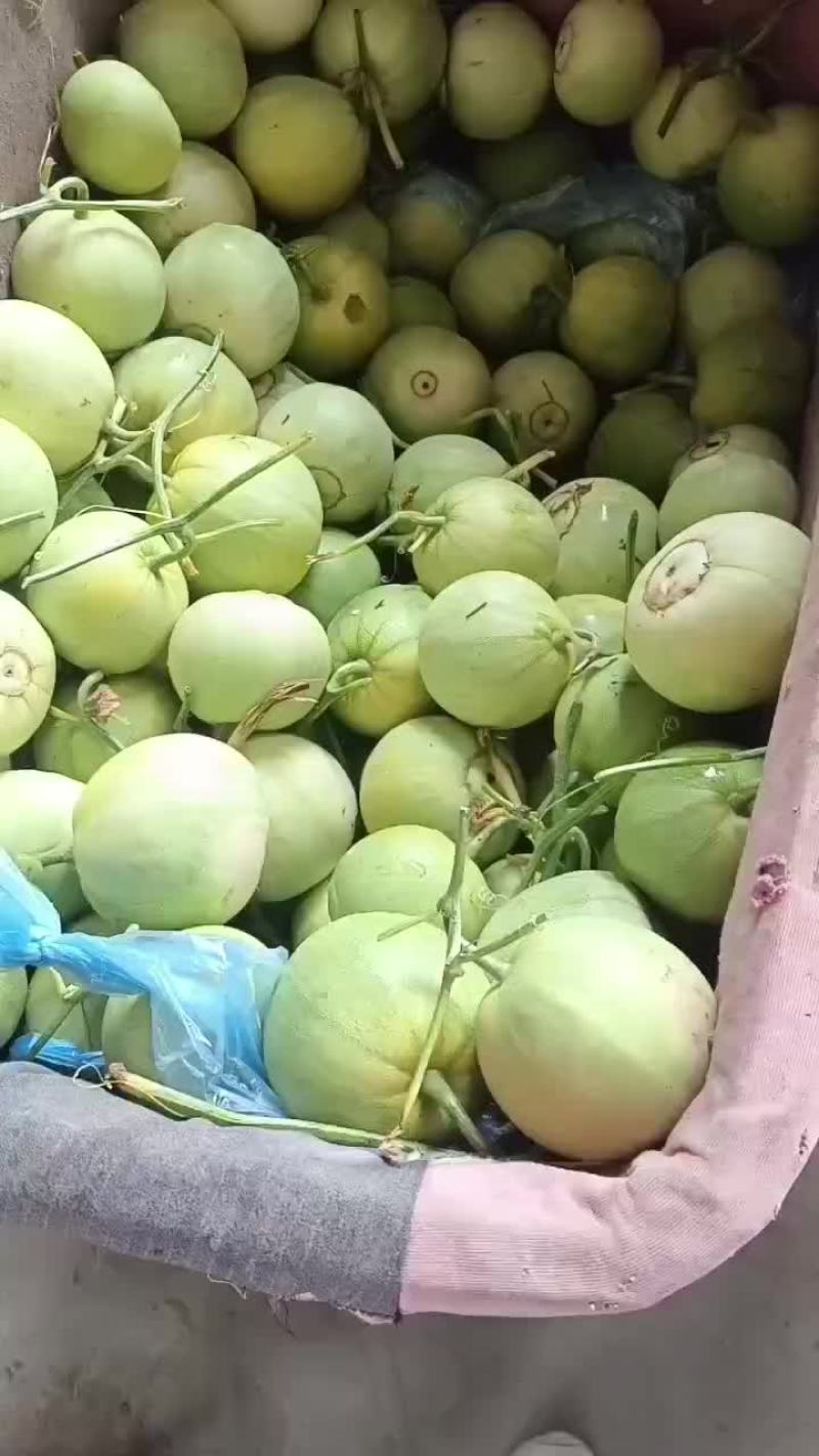 甜宝甜瓜选果机分级均匀，大小一目了然，有需求的老板联系