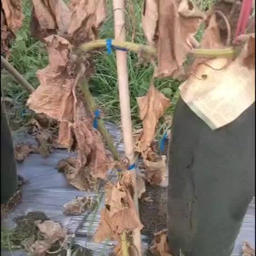 冬瓜