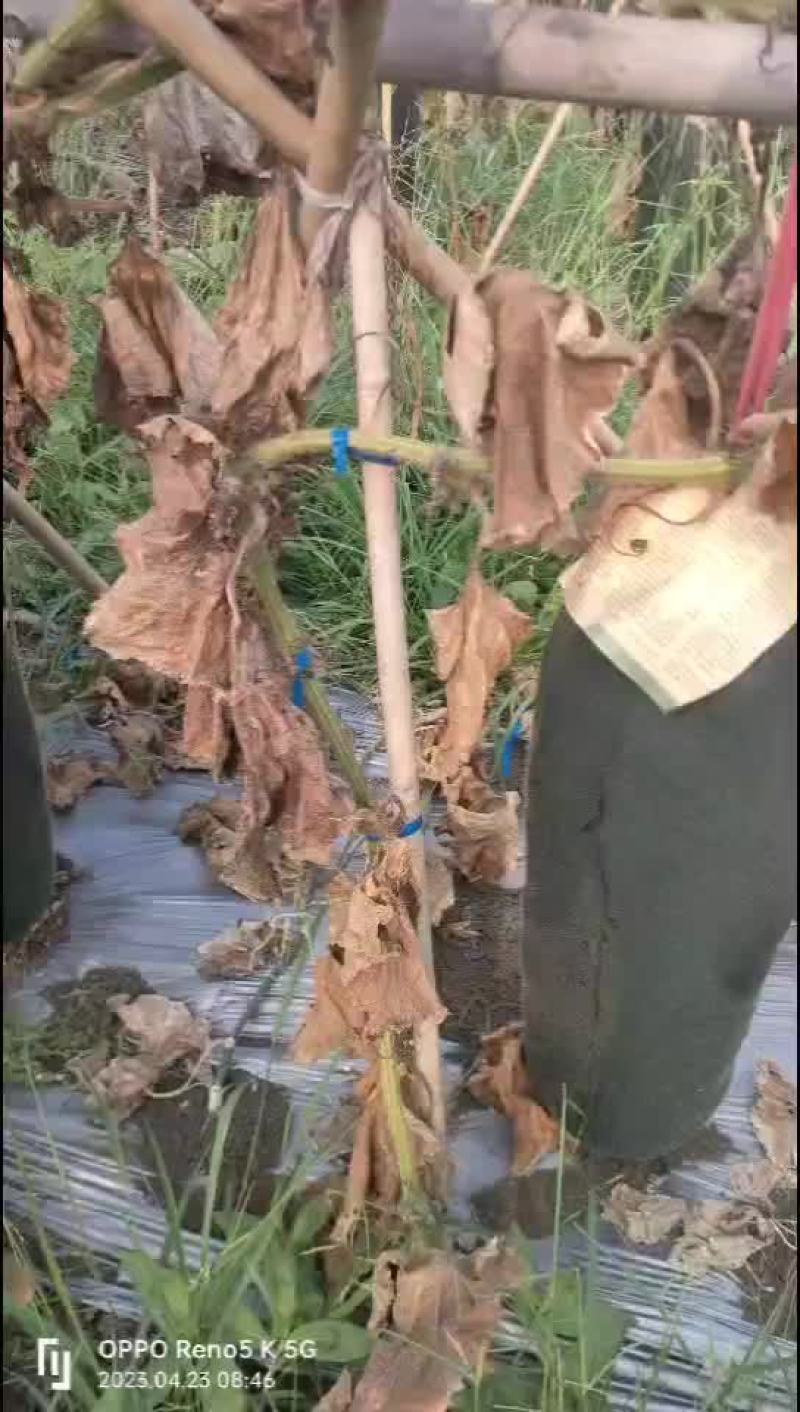 冬瓜