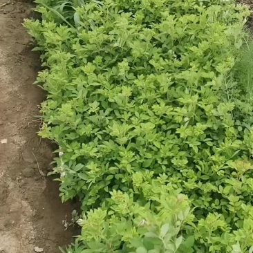蔷薇小苗