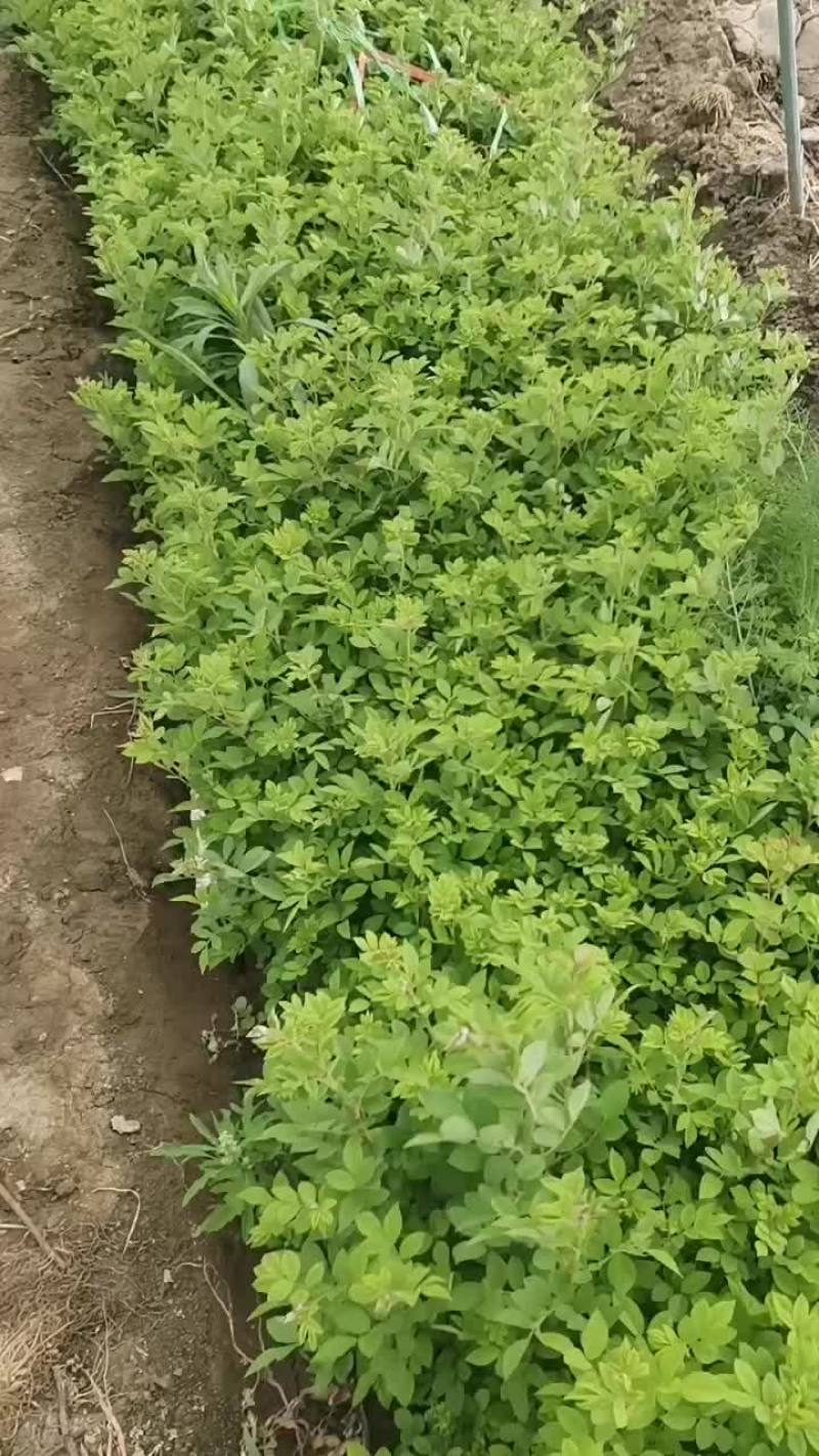 蔷薇小苗