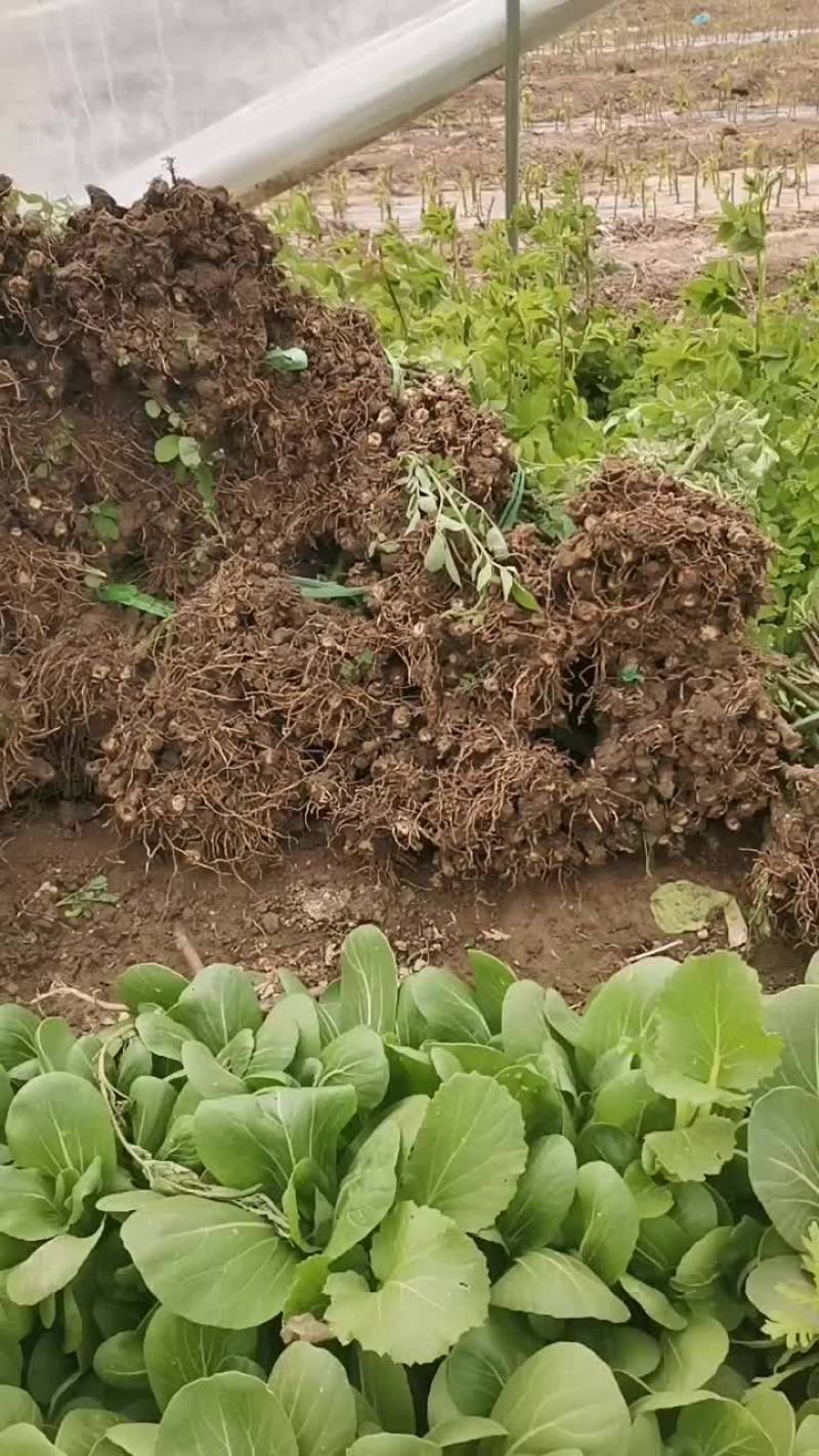 蔷薇小苗