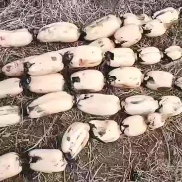 精品白菜藕