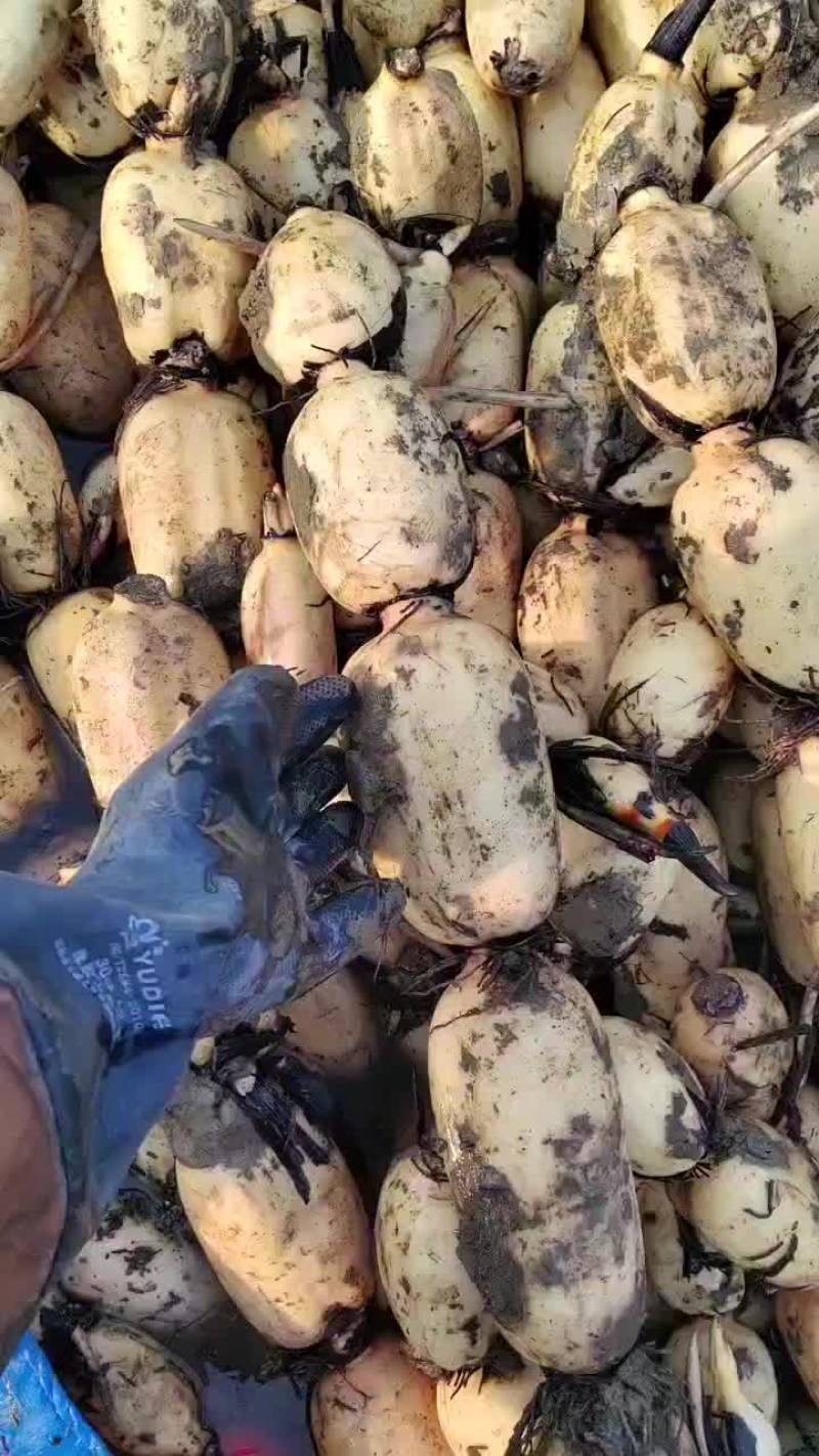 精品白菜藕