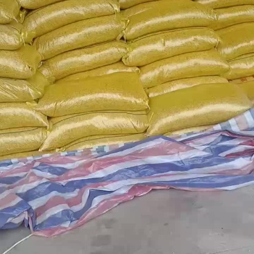 本地高蛋白黄豆大量发货有需要的朋友联系，价格便宜