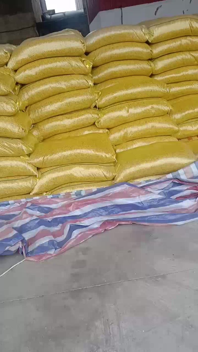 本地高蛋白黄豆大量发货有需要的朋友联系，价格便宜
