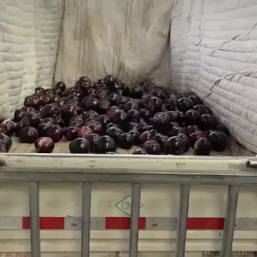 宁夏灵武老郭蔬菜代办基地，诚邀实力老板收购蔬菜，货源充足