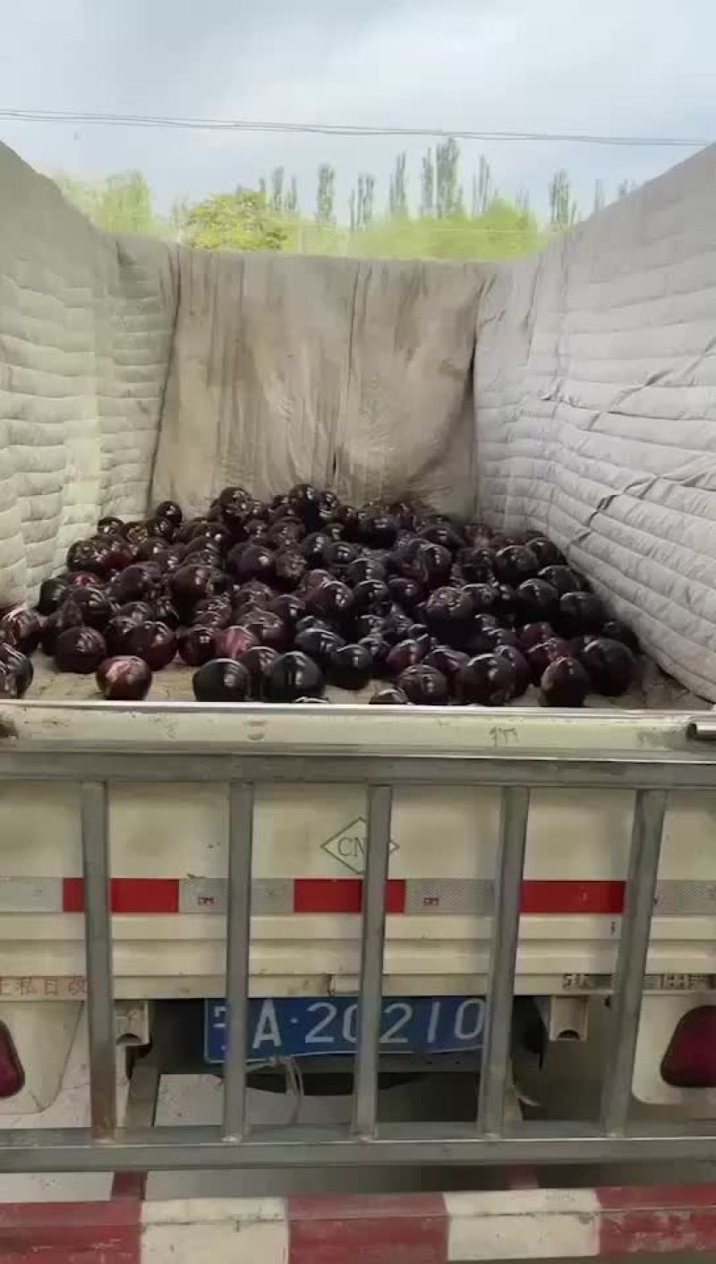 宁夏灵武老郭蔬菜代办基地，诚邀实力老板收购蔬菜，货源充足