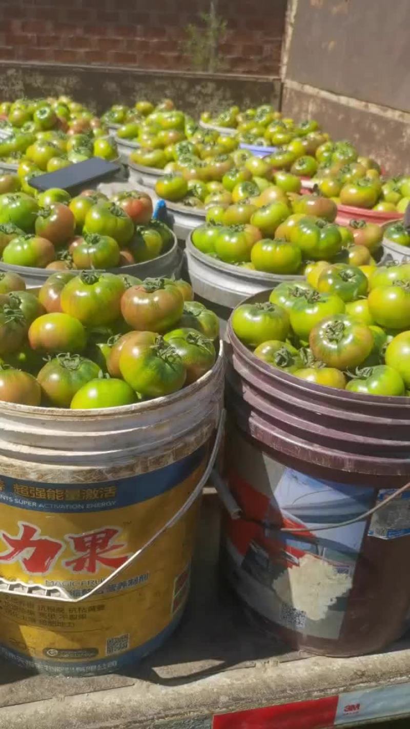 盘锦产草莓柿子大量下货，价格急剧下降，精品果现在5元钱一