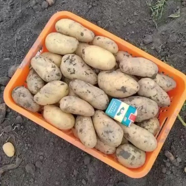 沃土.V7土豆