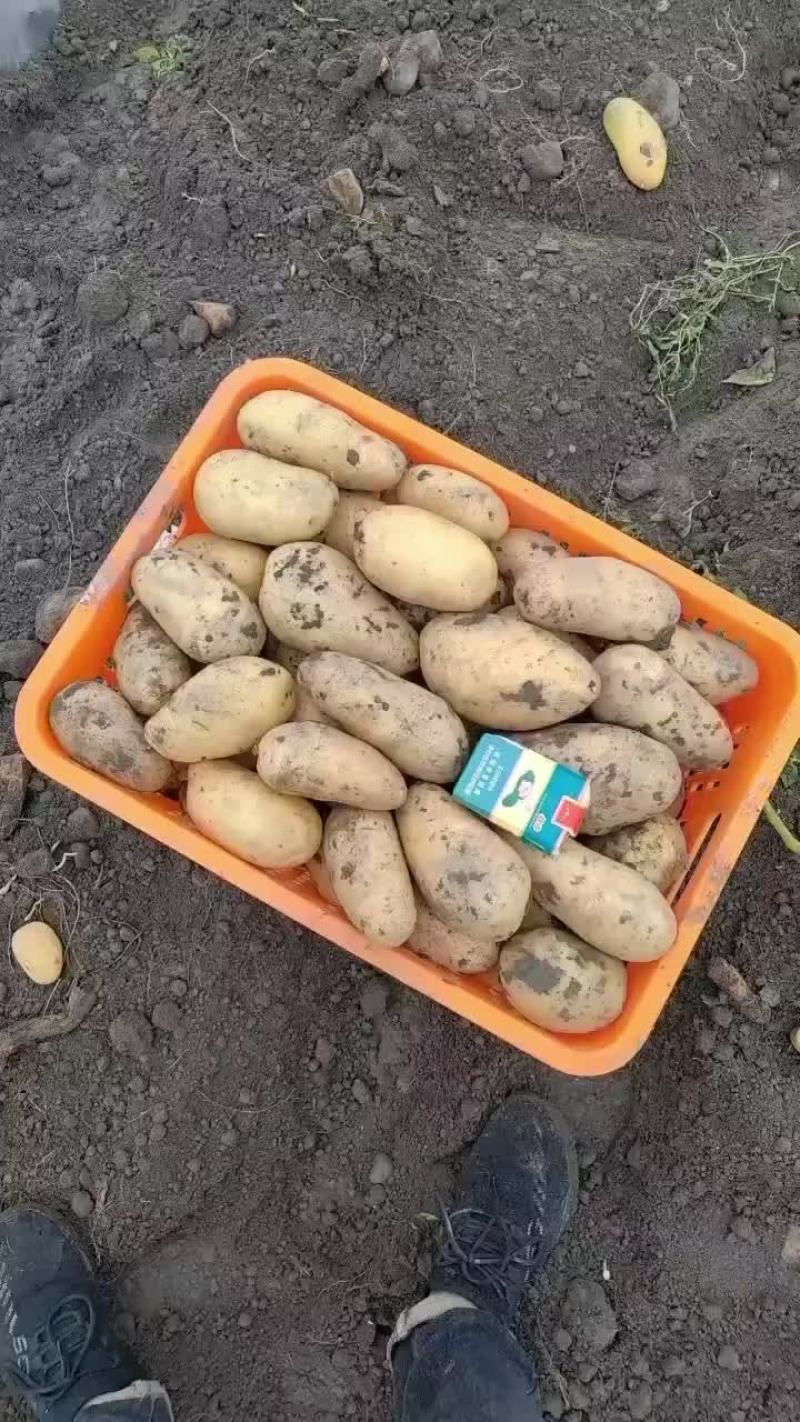沃土.V7土豆