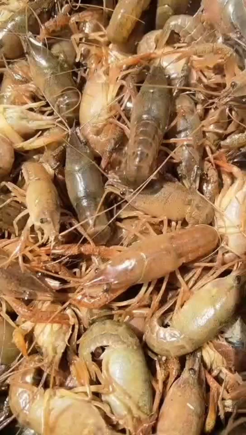 龙虾