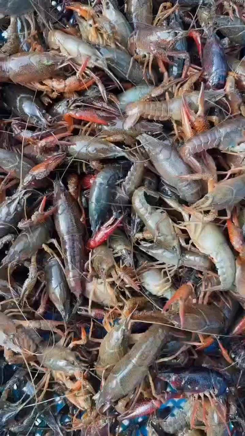 龙虾