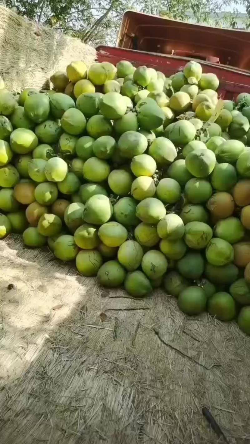 万宁A货大大个