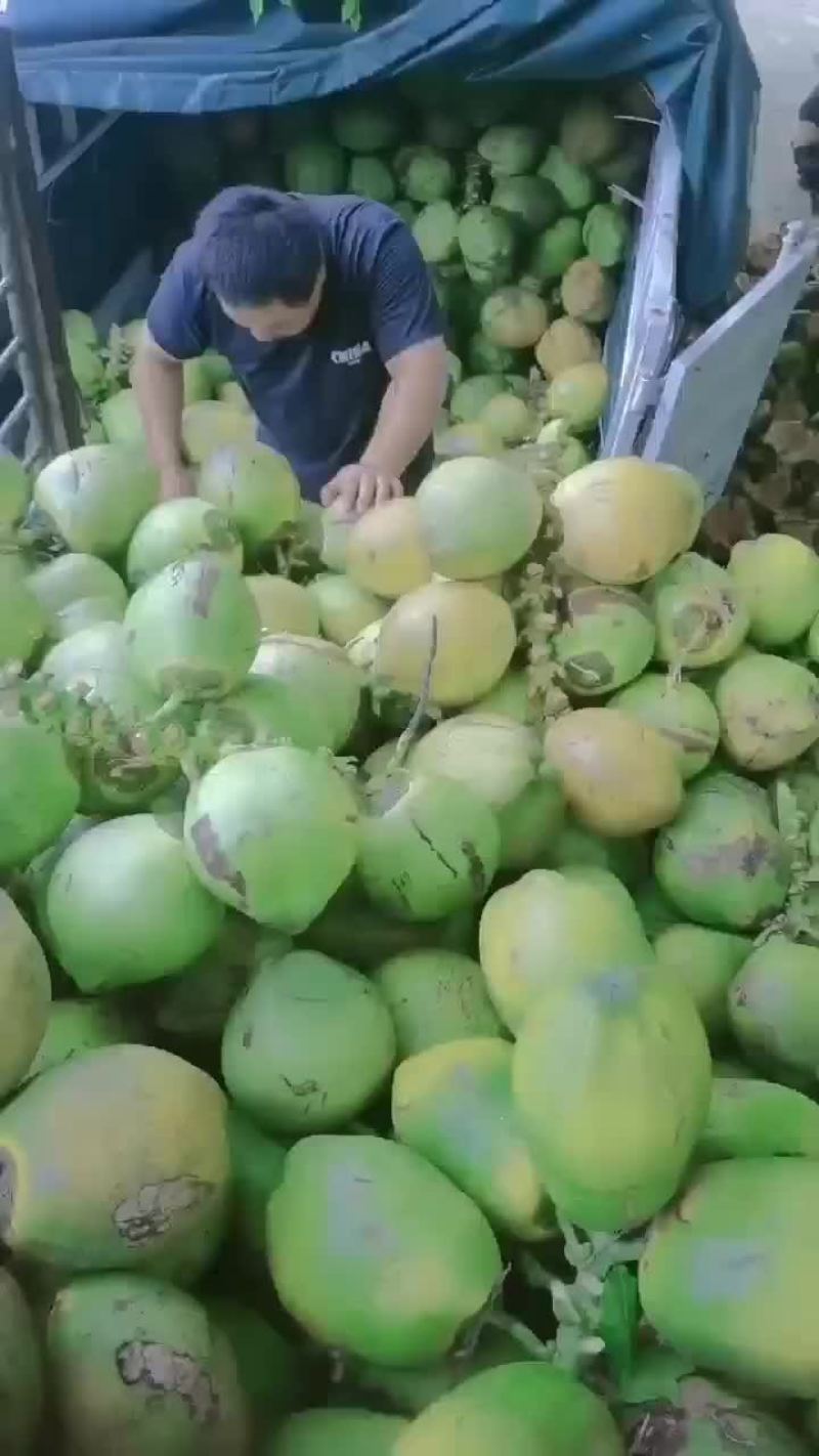 万宁A货大大个