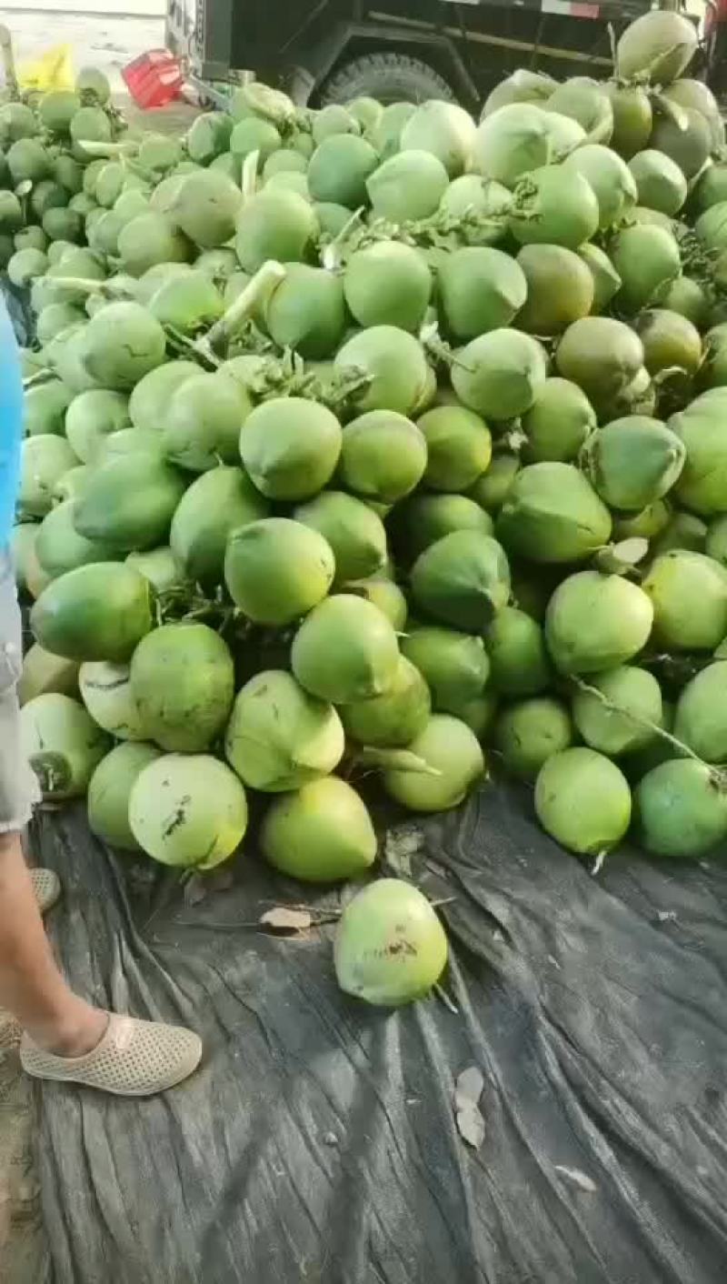 万宁A货大大个