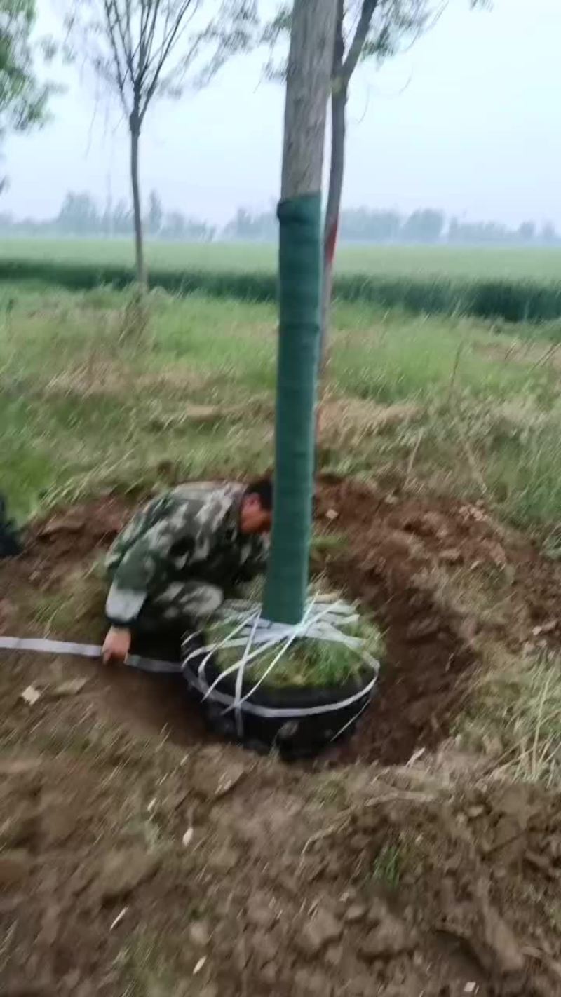 发冒槐