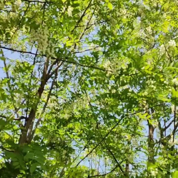 秦岭野生洋槐花