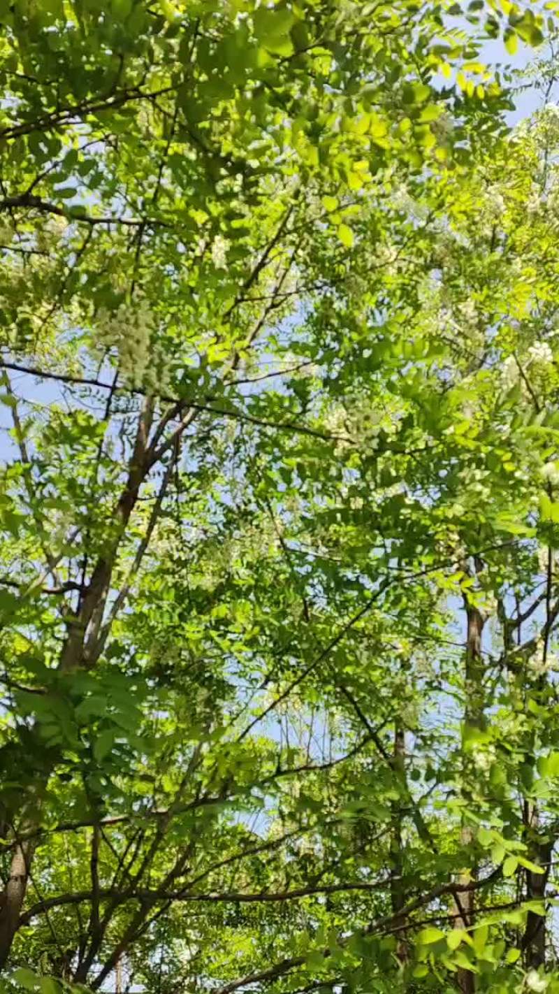 秦岭野生洋槐花