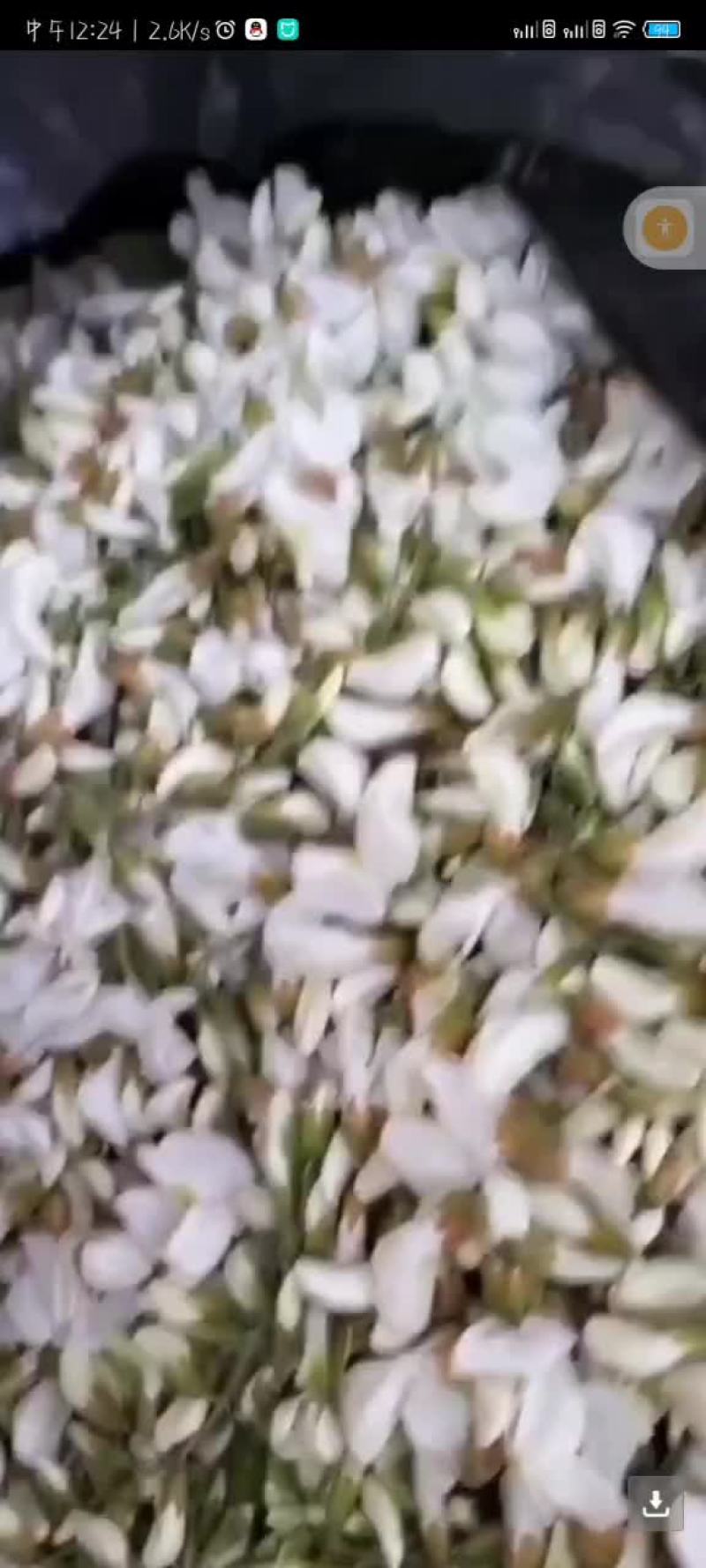 秦岭野生洋槐花
