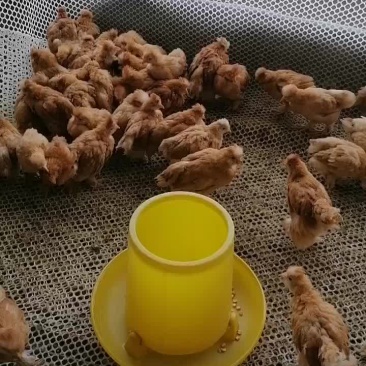 北京油鸡大量现货。疫苗齐全。