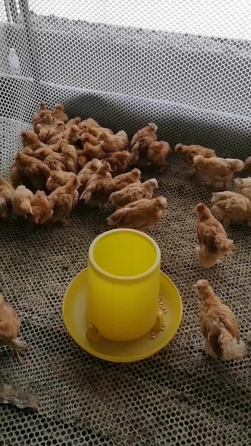 北京油鸡大量现货。疫苗齐全。