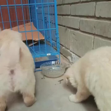 纯种拉布拉多导盲犬幼犬