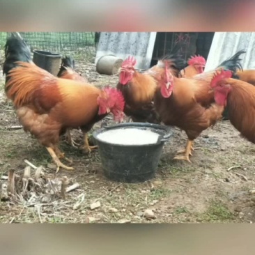 养了三年了大公鸡雄鸡便宜出售