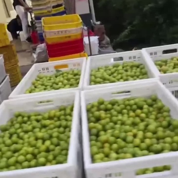 三月李大量上市
